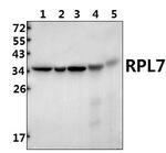 RPL7 Antibody in Western Blot (WB)