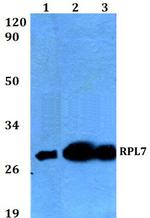 RPL7 Antibody in Western Blot (WB)