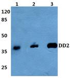 AKR1C2 Antibody in Western Blot (WB)