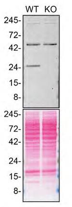 RAB5C Antibody in Western Blot (WB)