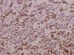 OATP1 Antibody in Immunohistochemistry (Paraffin) (IHC (P))