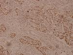 ZP1 Antibody in Immunohistochemistry (Paraffin) (IHC (P))