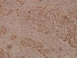 ZP1 Antibody in Immunohistochemistry (Paraffin) (IHC (P))