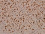 Phospho-C/EBP beta (Thr188, Thr235) Antibody in Immunohistochemistry (Paraffin) (IHC (P))