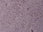 Phospho-c-Jun (Thr239) Antibody in Immunohistochemistry (Paraffin) (IHC (P))