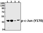 Phospho-c-Jun (Tyr170) Antibody in Western Blot (WB)