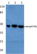 Phospho-c-Jun (Tyr170) Antibody in Western Blot (WB)