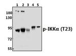 Phospho-IKK alpha (Thr23) Antibody in Western Blot (WB)