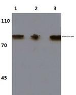 Phospho-IKK alpha (Thr23) Antibody in Western Blot (WB)