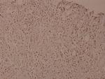 Phospho-IKK beta (Tyr188) Antibody in Immunohistochemistry (Paraffin) (IHC (P))