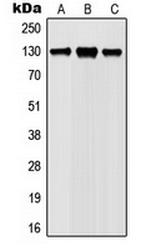 Phospho-JAK1 (Tyr1022) Antibody in Western Blot (WB)