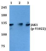 Phospho-JAK1 (Tyr1022) Antibody in Western Blot (WB)