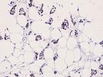 Phospho-LIMK2 (Thr505) Antibody in Immunohistochemistry (Paraffin) (IHC (P))