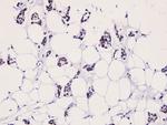 Phospho-LIMK2 (Thr505) Antibody in Immunohistochemistry (Paraffin) (IHC (P))