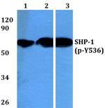 Phospho-SHP-1 (Tyr536) Antibody in Western Blot (WB)