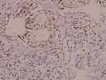 Phospho-VAV1 (Tyr174) Antibody in Immunohistochemistry (Paraffin) (IHC (P))