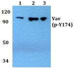 Phospho-VAV1 (Tyr174) Antibody in Western Blot (WB)