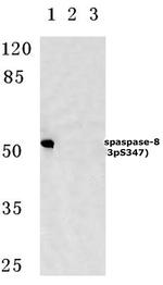 Phospho-Caspase 8 (Ser347) Antibody in Western Blot (WB)