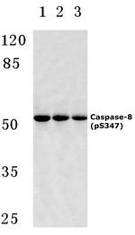Phospho-Caspase 8 (Ser347) Antibody in Western Blot (WB)