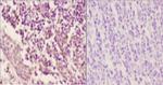 Phospho-Cyclin B1 (Ser126) Antibody in Immunohistochemistry (Paraffin) (IHC (P))