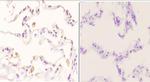 Phospho-Cyclin B1 (Ser126) Antibody in Immunohistochemistry (Paraffin) (IHC (P))