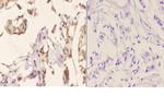 Phospho-Cyclin B1 (Ser126) Antibody in Immunohistochemistry (Paraffin) (IHC (P))