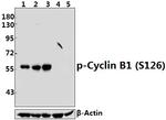 Phospho-Cyclin B1 (Ser126) Antibody in Western Blot (WB)