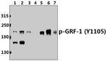 Phospho-GRF-1 (Tyr1105) Antibody in Western Blot (WB)