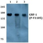 Phospho-GRF-1 (Tyr1105) Antibody in Western Blot (WB)