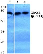Phospho-Ku80 (Thr714) Antibody in Western Blot (WB)