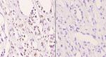 Phospho-AKT Pan (Thr450, Thr451, Thr447) Antibody in Immunohistochemistry (Paraffin) (IHC (P))