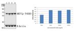 Phospho-AKT Pan (Thr450, Thr451, Thr447) Antibody in Western Blot (WB)