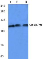 Phospho-c-Cbl (Tyr774) Antibody in Western Blot (WB)