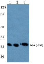 Phospho-Bcl-X (Thr47) Antibody in Western Blot (WB)