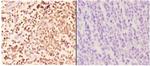 Phospho-Caspase 3 (Ser150) Antibody in Immunohistochemistry (Paraffin) (IHC (P))