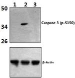 Phospho-Caspase 3 (Ser150) Antibody in Western Blot (WB)