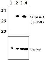 Phospho-Caspase 3 (Ser150) Antibody in Western Blot (WB)