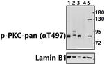 Phospho-PKC Pan (Thr497) Antibody in Western Blot (WB)