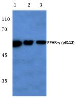 Phospho-PPAR gamma (Ser112) Antibody in Western Blot (WB)