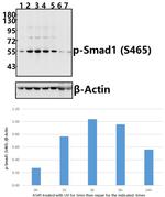 Phospho-SMAD1 (Ser465) Antibody in Western Blot (WB)