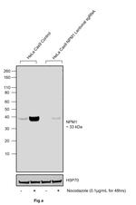 Phospho-NPM1 (Thr234) Antibody in Western Blot (WB)