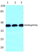 Phospho-FCGR2B (Tyr292) Antibody in Western Blot (WB)