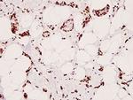 Phospho-CREB (Ser129) Antibody in Immunohistochemistry (Paraffin) (IHC (P))