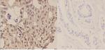 Phospho-LKB1 (Ser428) Antibody in Immunohistochemistry (Paraffin) (IHC (P))