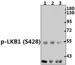 Phospho-LKB1 (Ser428) Antibody in Western Blot (WB)