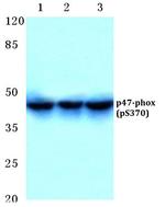 Phospho-p47phox (Ser370) Antibody in Western Blot (WB)