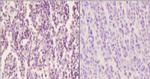 Phospho-SOX9 (Ser181) Antibody in Immunohistochemistry (Paraffin) (IHC (P))