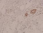 Phospho-AMPK alpha-1,2 (Thr183, Thr172) Antibody in Immunohistochemistry (Paraffin) (IHC (P))