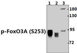 Phospho-FOXO3A (Ser253) Antibody in Western Blot (WB)