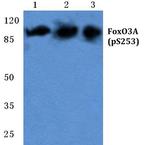 Phospho-FOXO3A (Ser253) Antibody in Western Blot (WB)